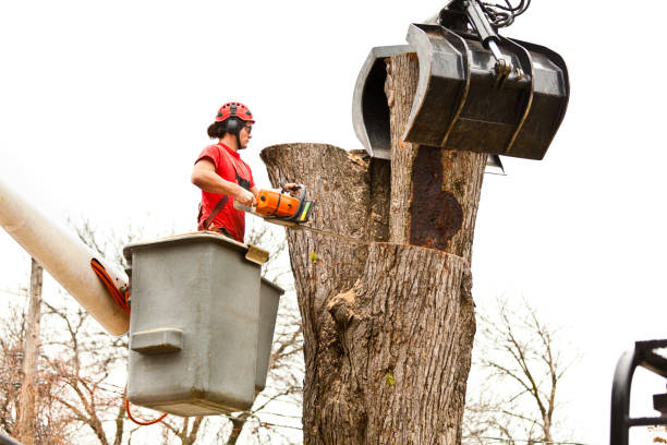How Our Tree Care Process Works  in  Warren, IL
