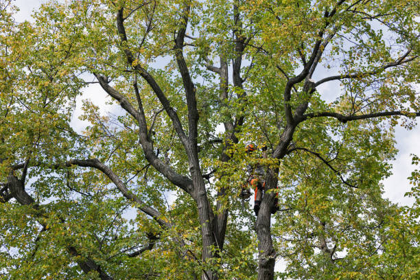 Leaf Removal in Warren, IL